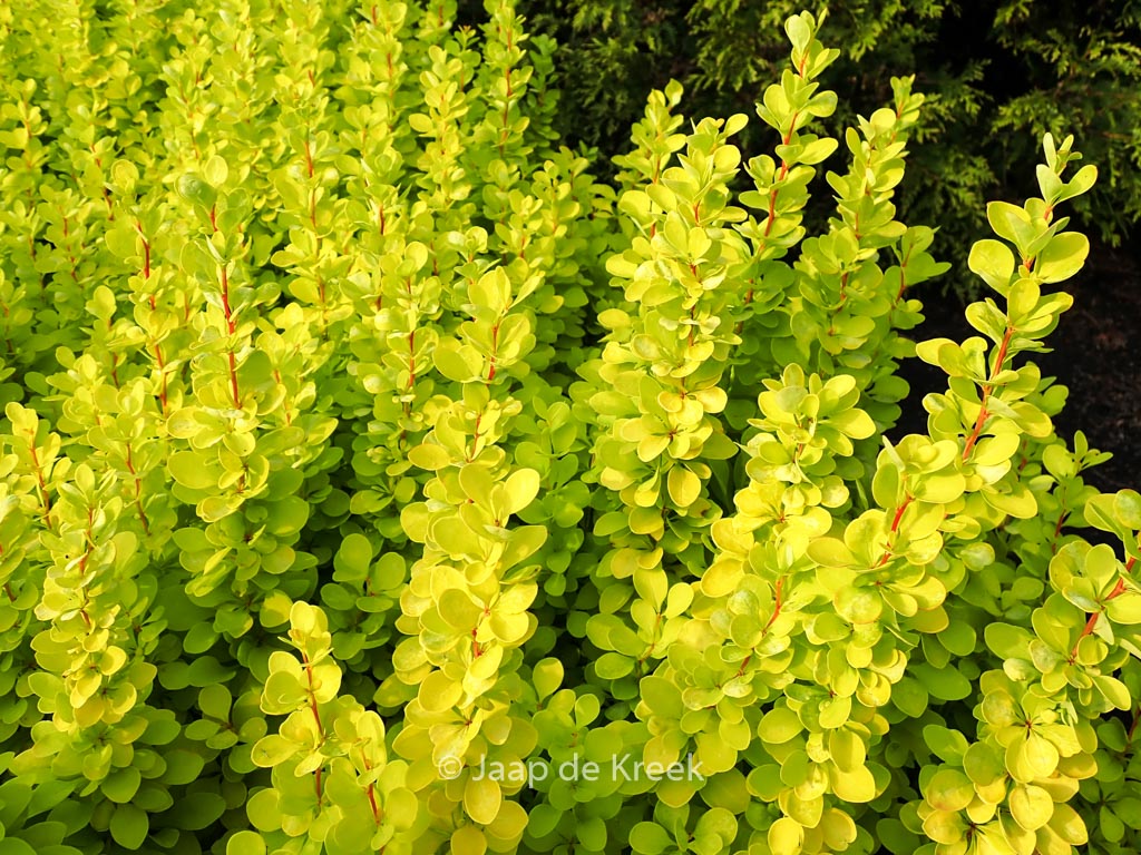 Berberis thunbergii ‚Maria‘