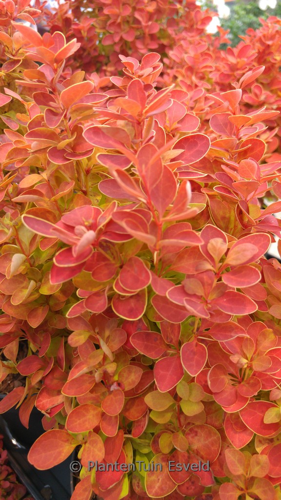 Berberis thunbergii ‚Orange Ice‘