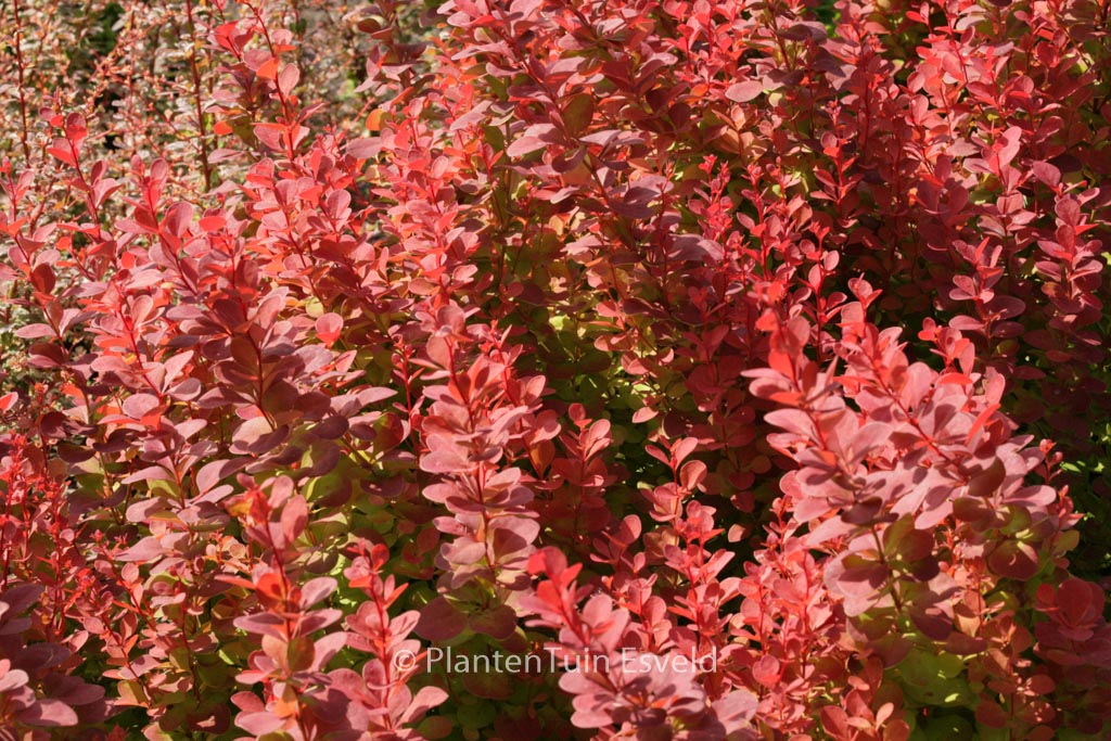 Berberis thunbergii ‚Orange Rocket‘