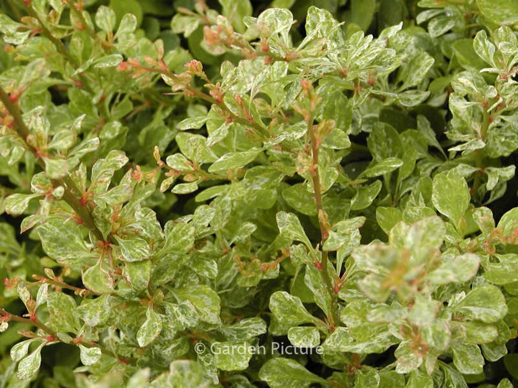 Berberis thunbergii ‚Powwow‘