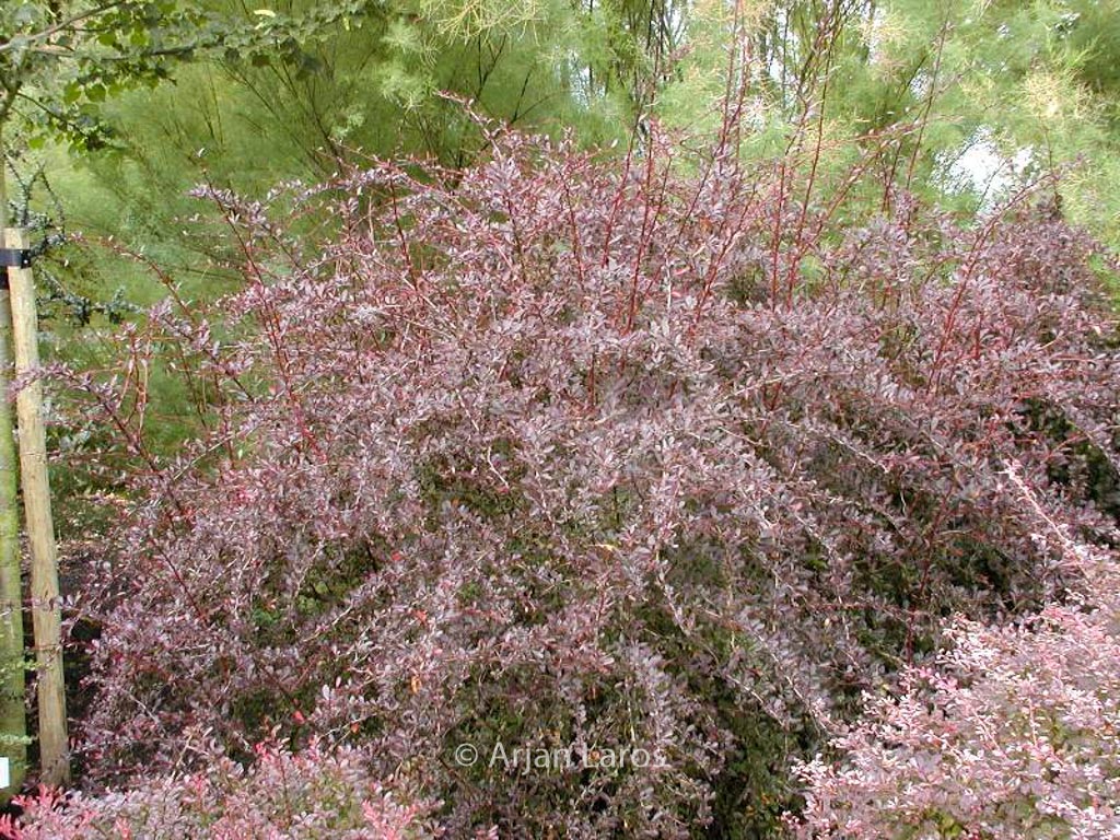 Berberis thunbergii ‚Red Chief‘