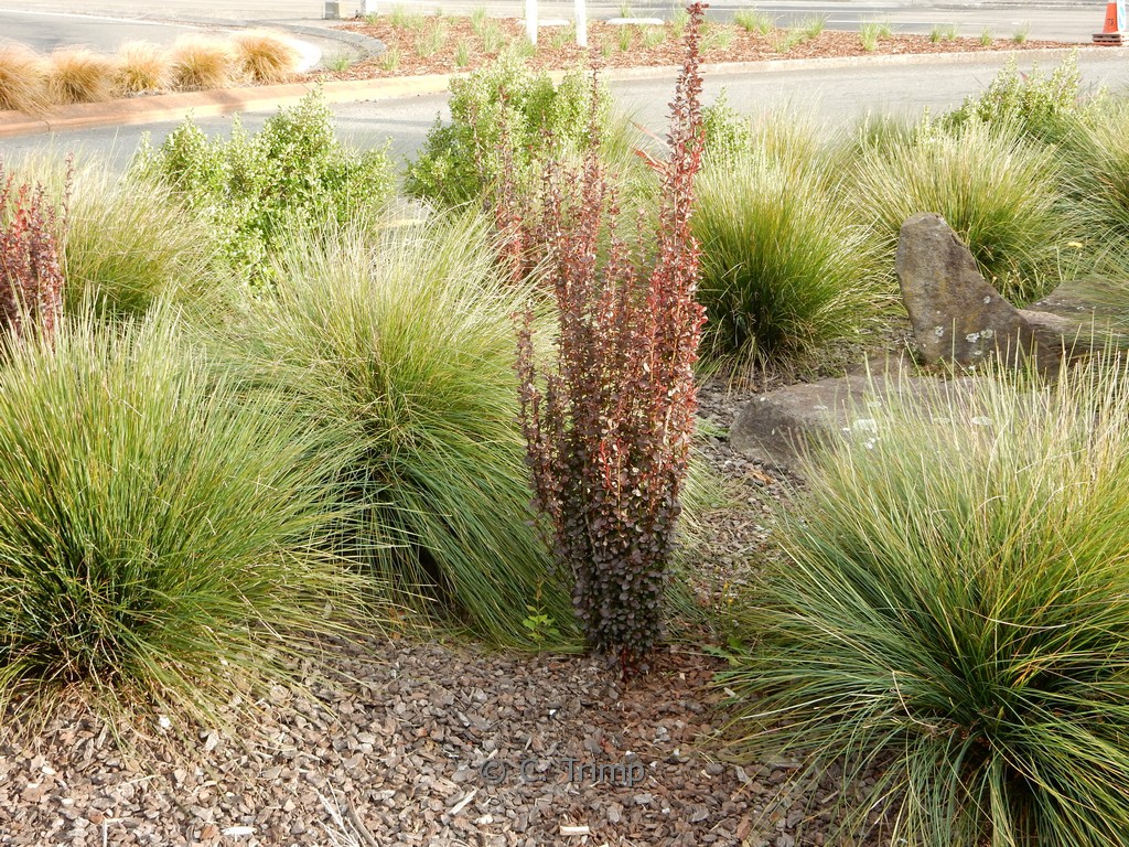 Berberis thunbergii ‚Red Pillar‘