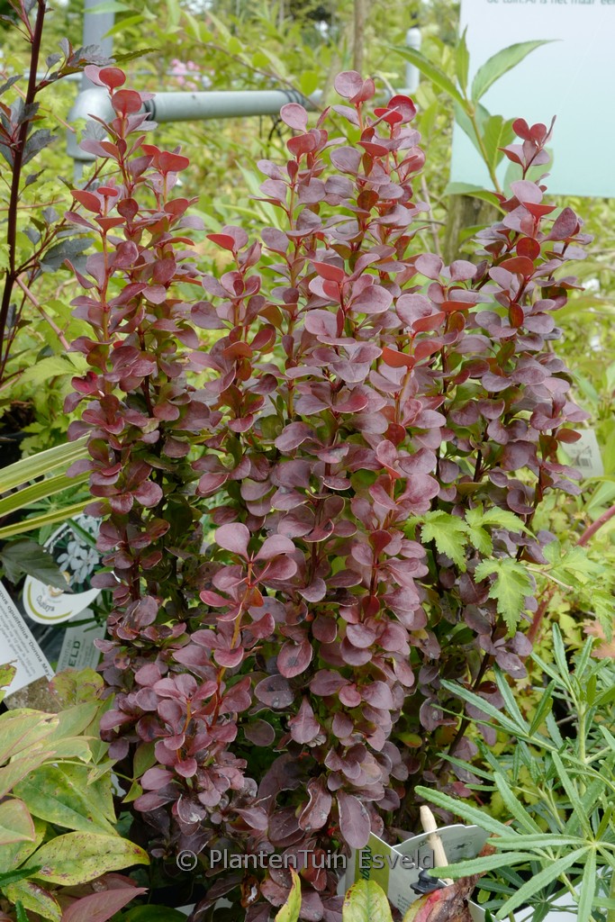 Berberis thunbergii ‚Red Tower‘