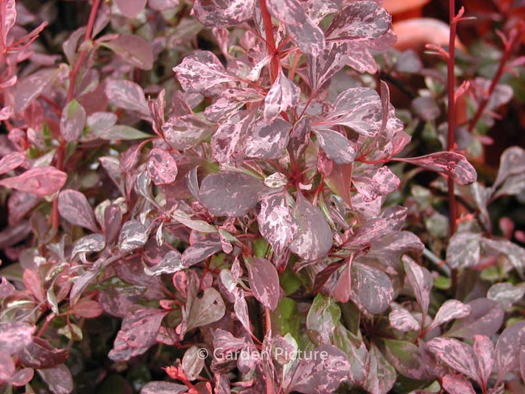 Berberis thunbergii ‚Rose Glow‘