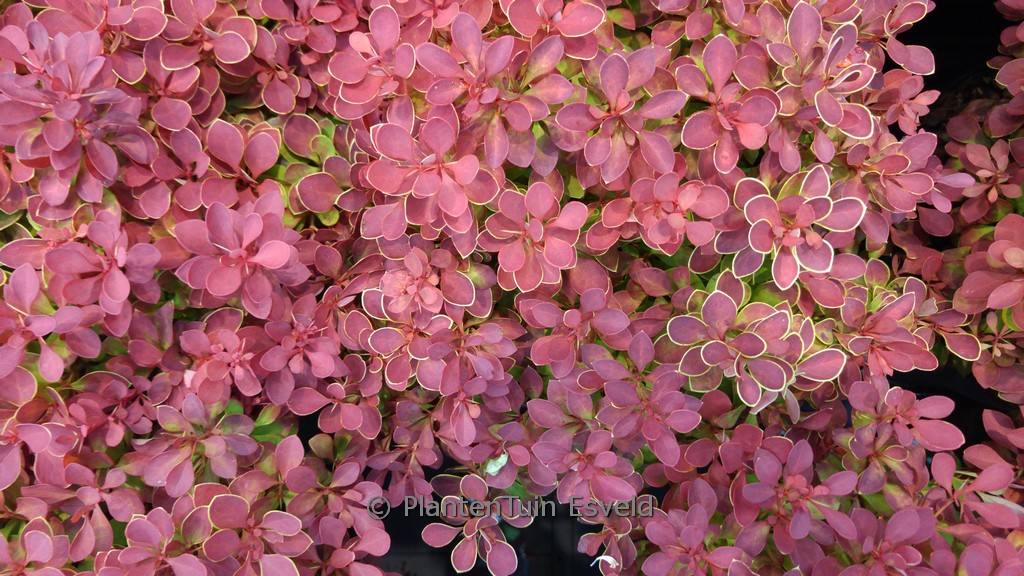 Berberis thunbergii ‚Ruby Star‘