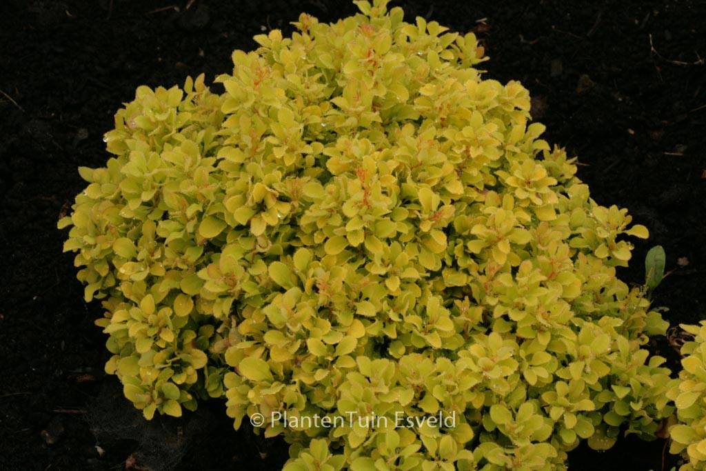 Berberis thunbergii ‚Tiny Gold‘