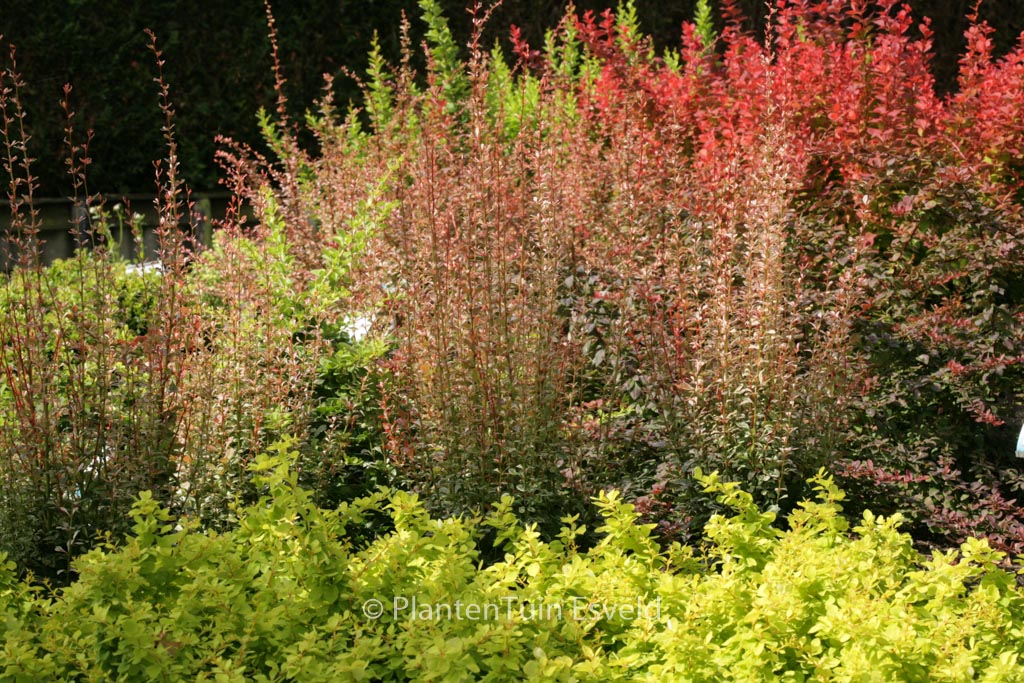 Berberis thunbergii