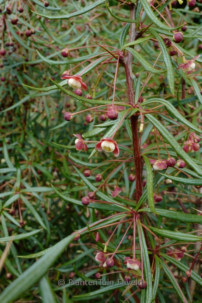 Berberis triacanthophora ‚Cally Rose‘