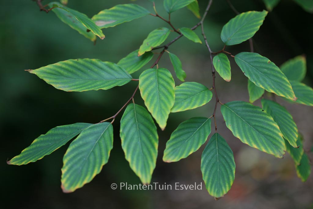 Berchemiella berchemiaefolia