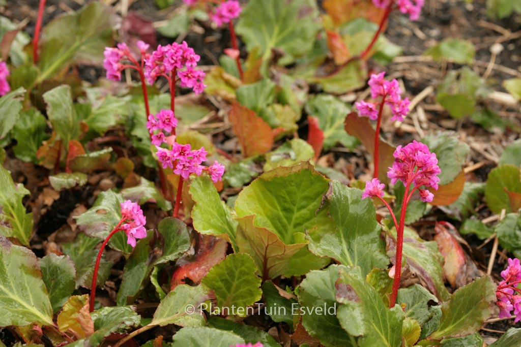 Bergenia ‚Abendglut‘