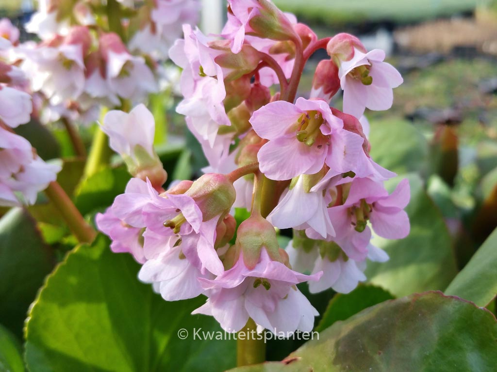 Bergenia ‚Baby Doll‘