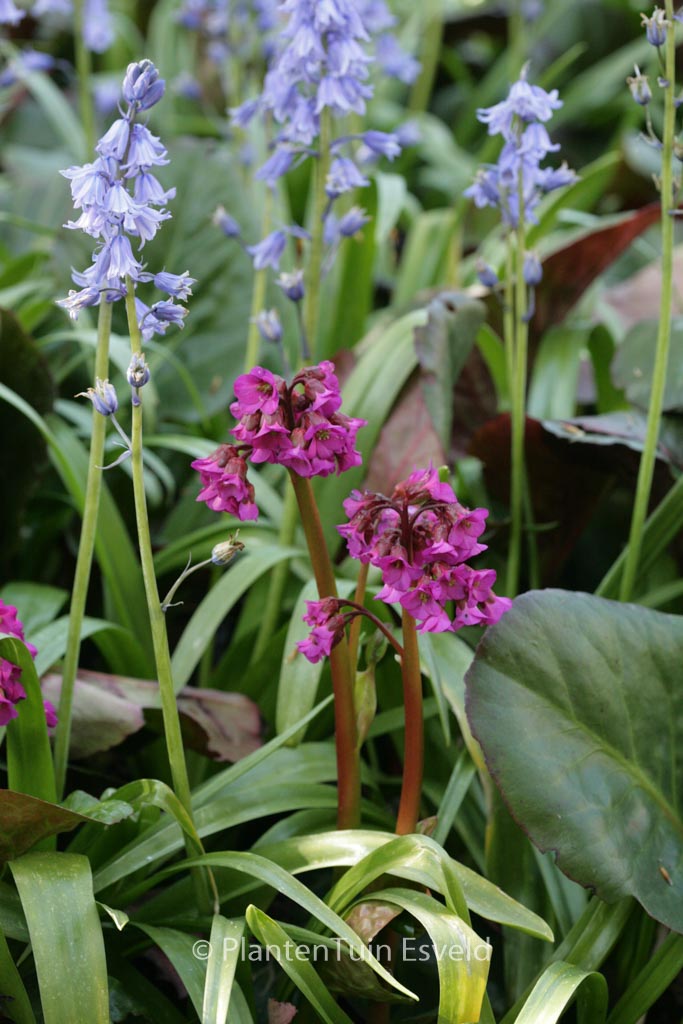 Bergenia ‚Bressingham Ruby‘