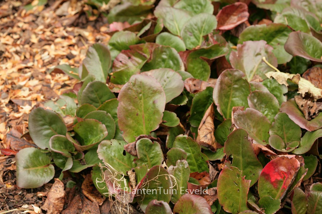 Bergenia ‚Bressingham White‘