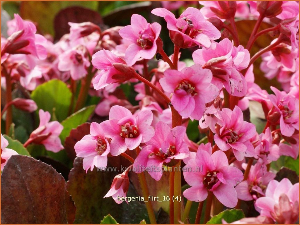 Bergenia ‚Flirt‘