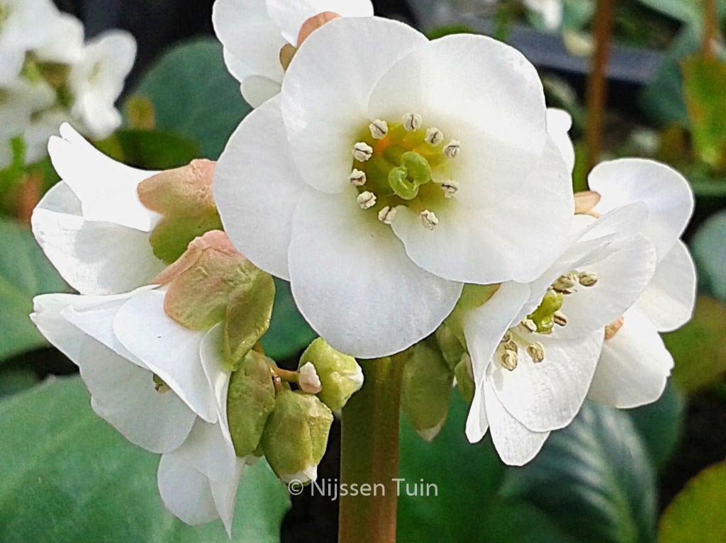 Bergenia ‚Jelle‘