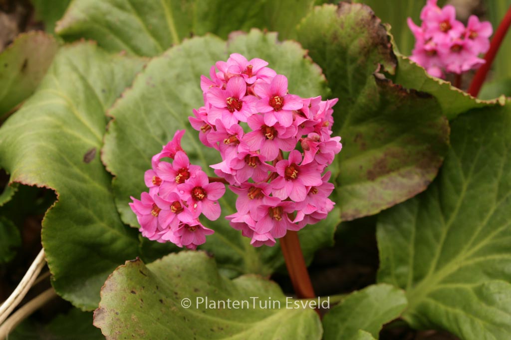Bergenia ‚Morgenrote‘