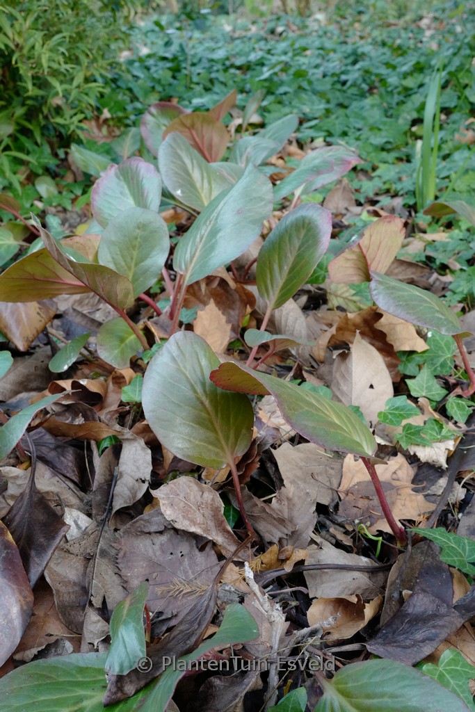 Bergenia ‚Oeschberg‘
