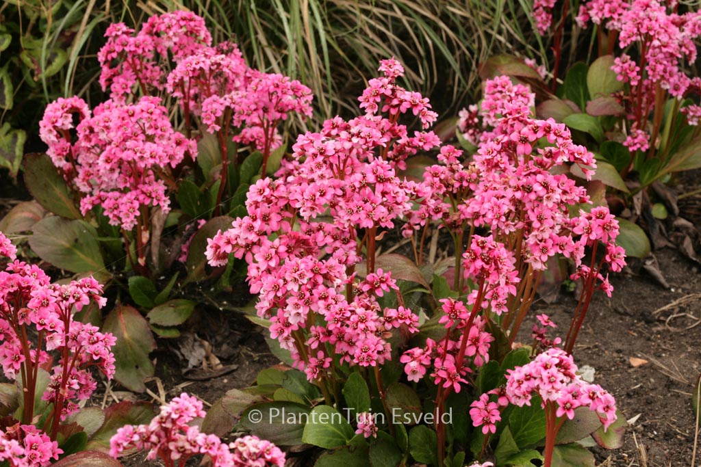 Bergenia ‚Pink Dragonfly‘