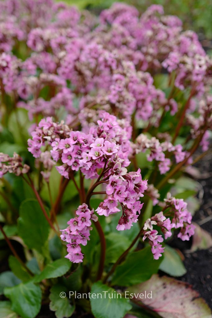 Bergenia ‚Rosi Klose‘