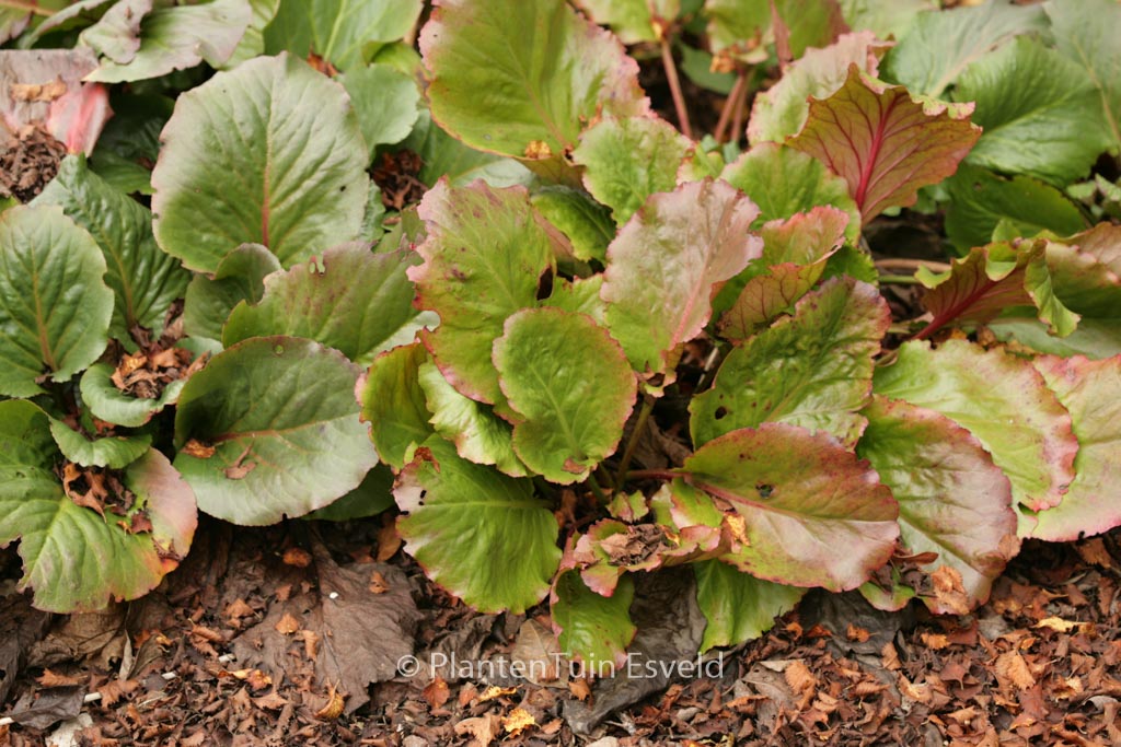 Bergenia ‚Rotblum‘