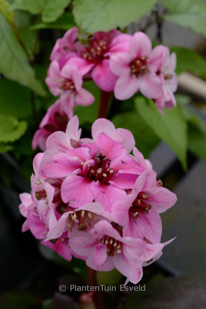 Bergenia ‚Sakura‘ DRAGONFLY