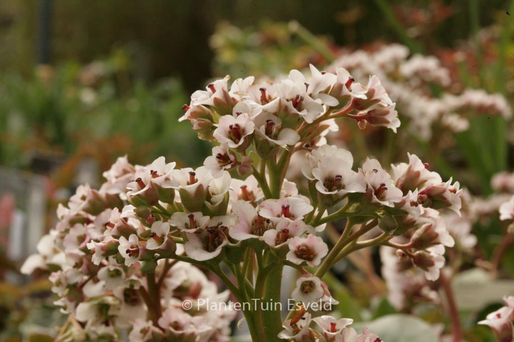 Bergenia ‚Silberlicht‘