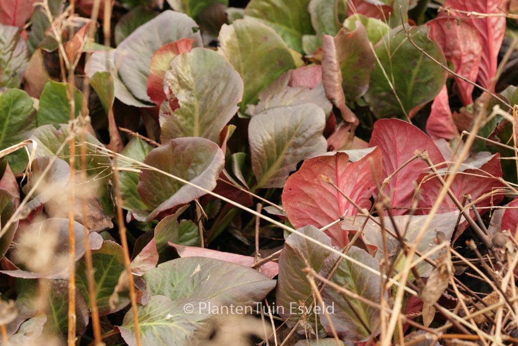 Bergenia ‚Vintergloed‘