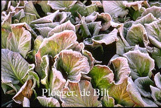 Bergenia cordifolia ‚Purpurea‘