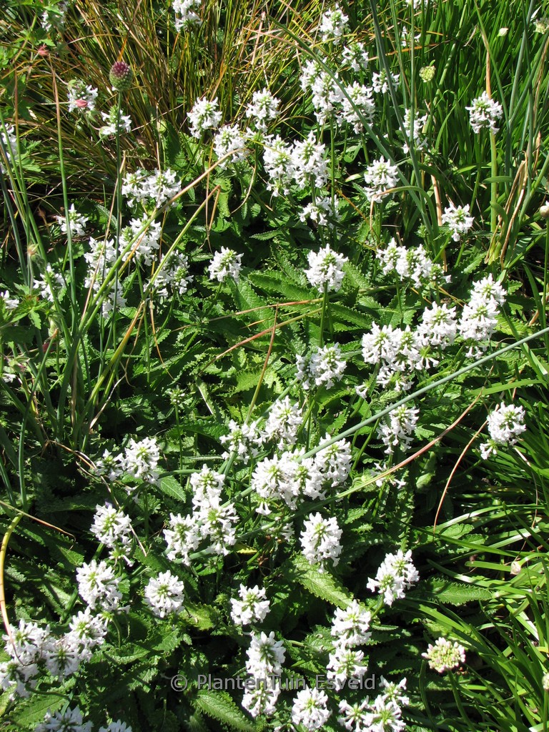 Betonica officinalis ‚Alba‘