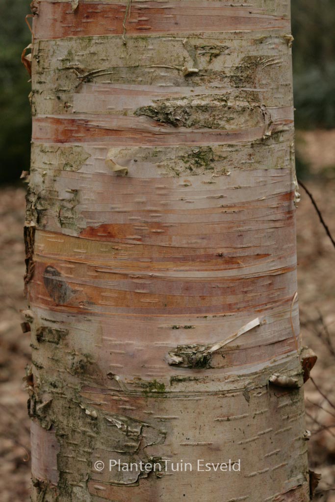Betula ‚Edinburgh‘