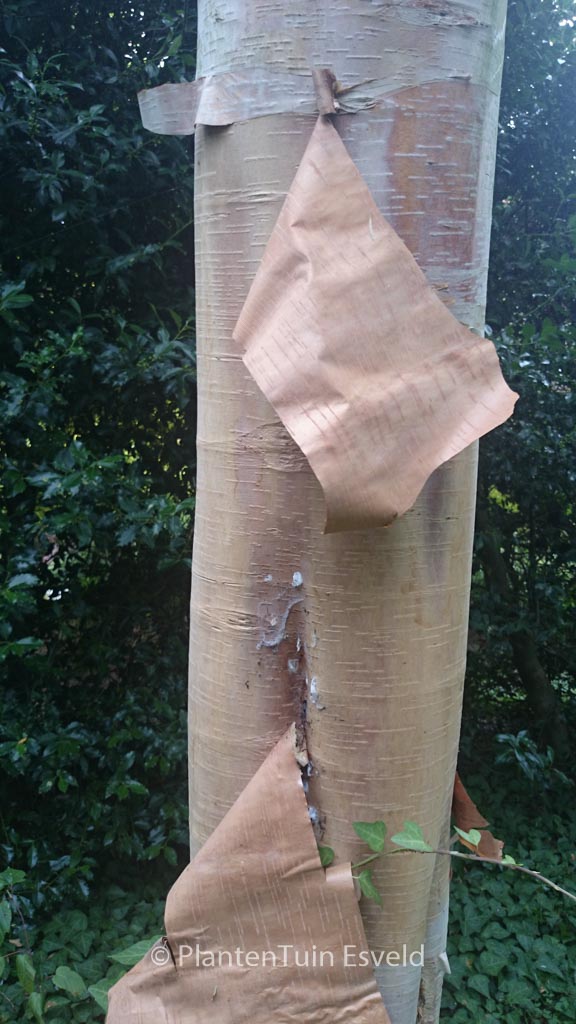 Betula albosinensis ‚Fascination‘