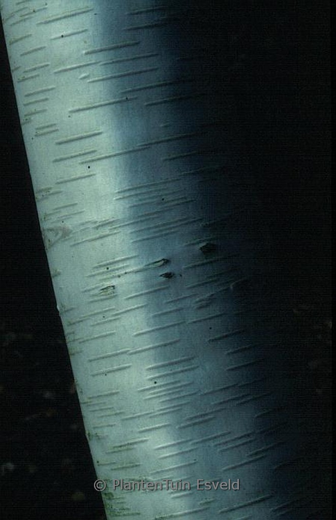 Betula albosinensis ‚Hergest‘