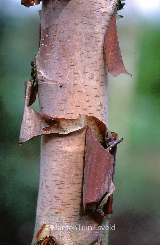 Betula albosinensis ‚Kenneth Ashburner‘