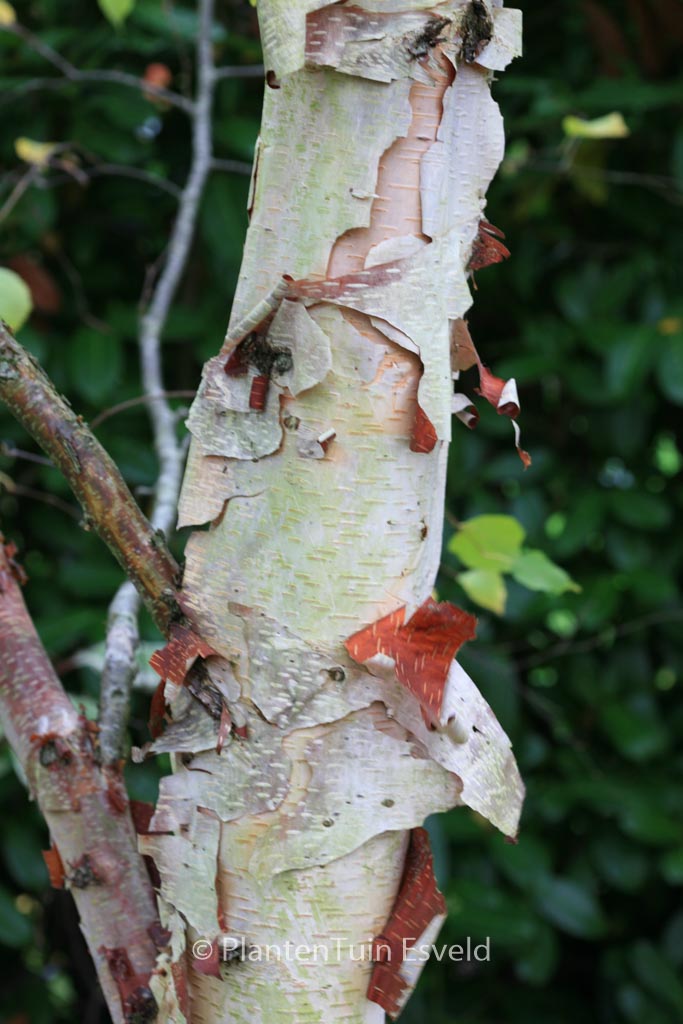 Betula davurica ‚Stone Farm‘