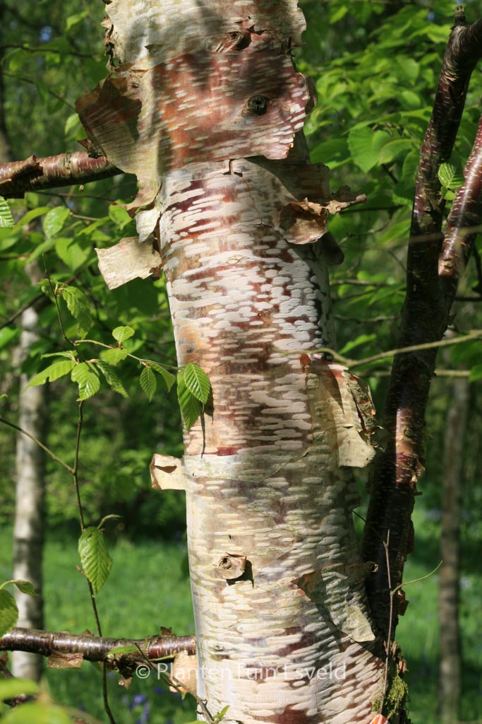 Betula delavayi