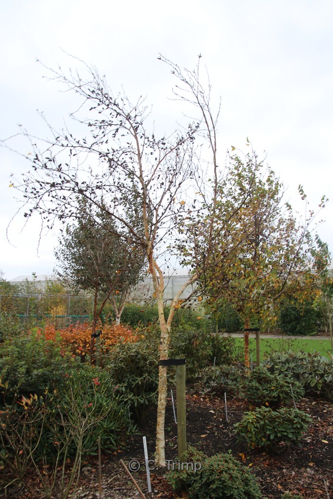 Betula ermanii ‚Blush‘