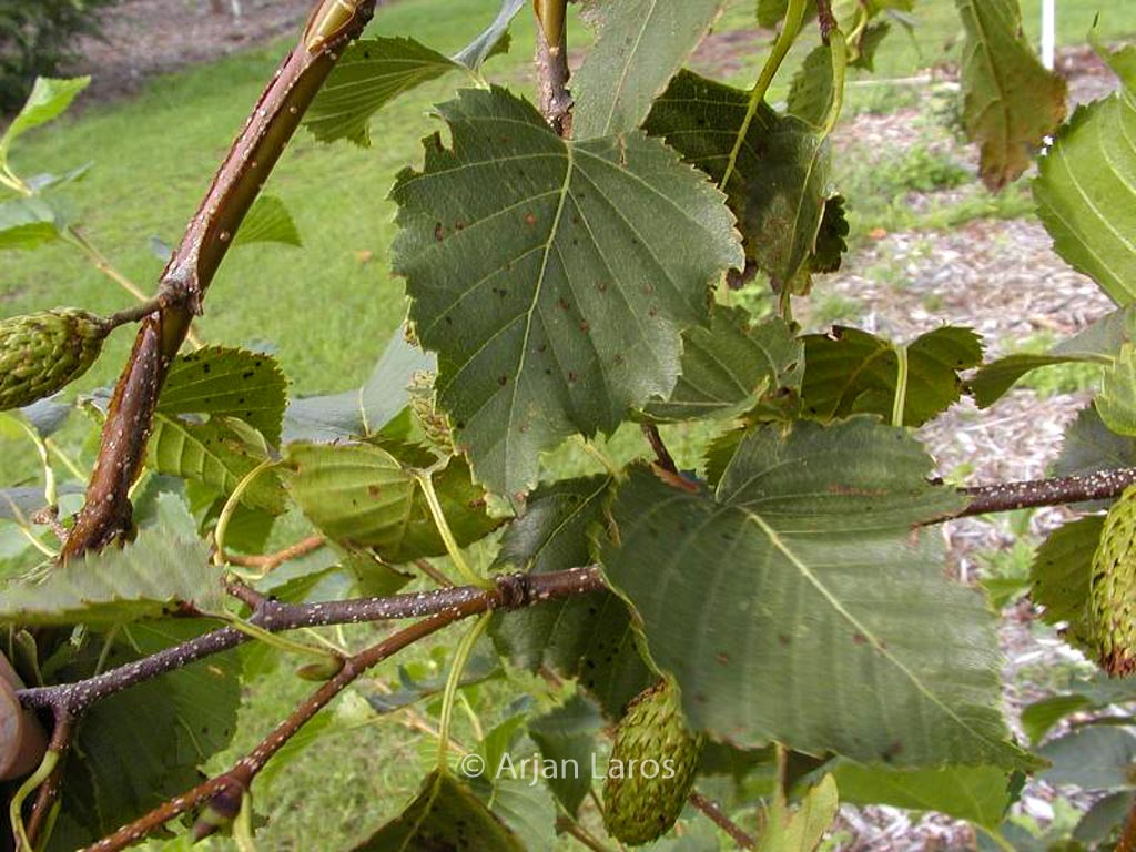 Betula ermanii ‚Grayswood Hill‘