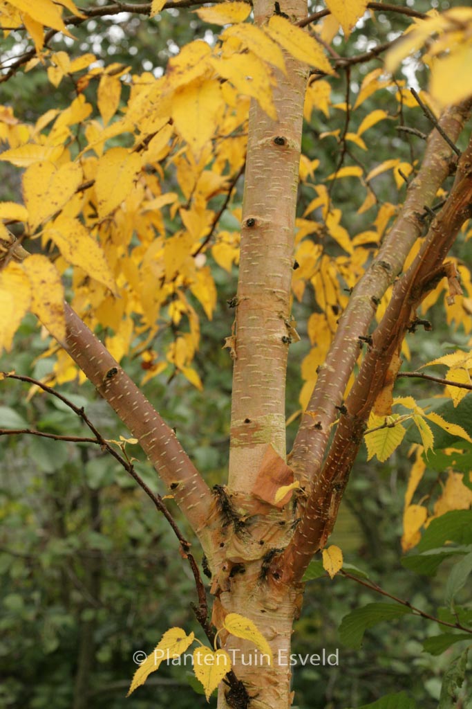 Betula ermanii ‚Mount Zao‘