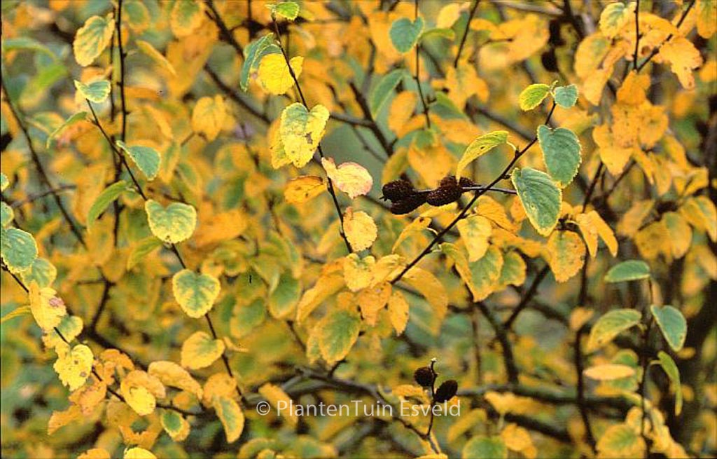Betula lenta ssp. uber
