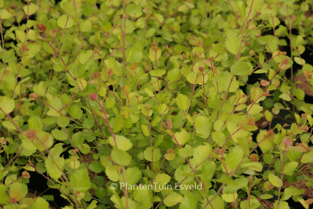 Betula nana ‚Golden Treasure‘