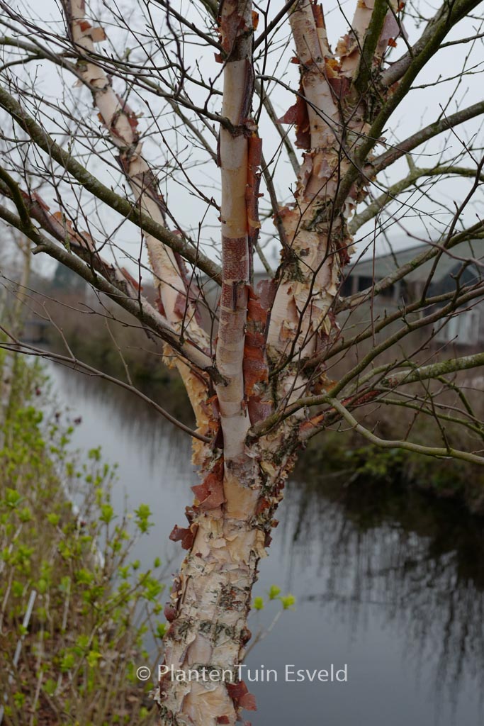 Betula nigra ‚Little King‘ (FOX VALLEY)