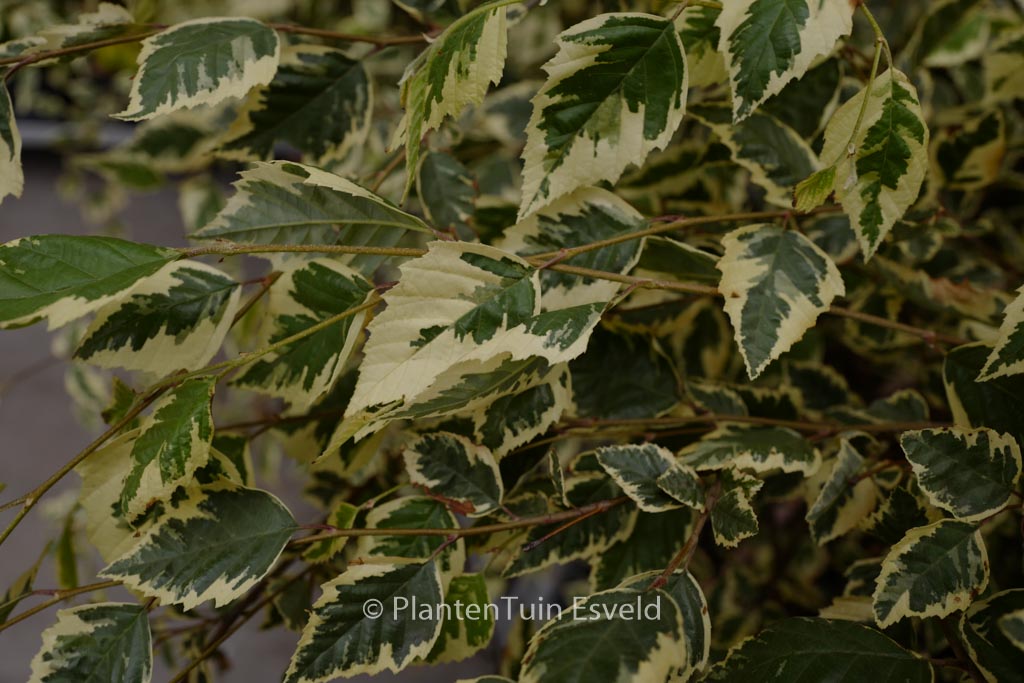 Betula nigra ‚Shiloh Splash‘