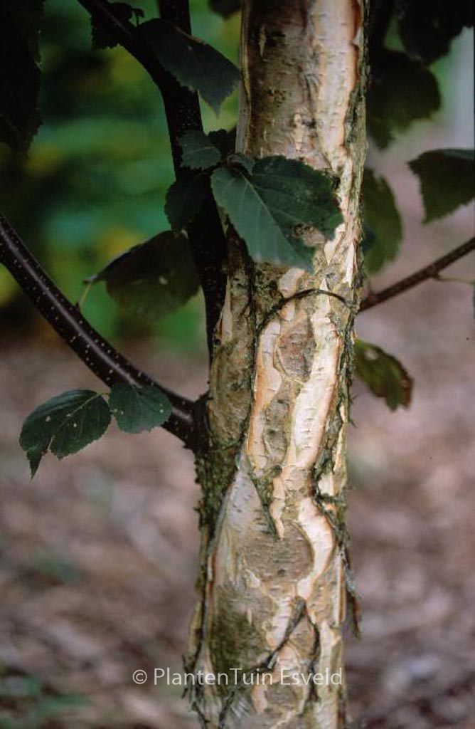 Betula papyrifera ‚Saint George‘