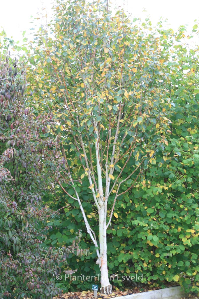 Betula pendula ‚Fastigiata‘