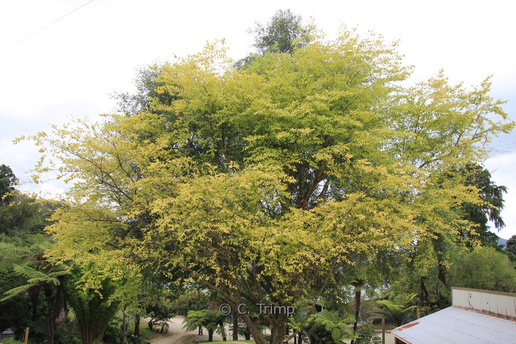 Betula pendula ‚Golden Cloud‘