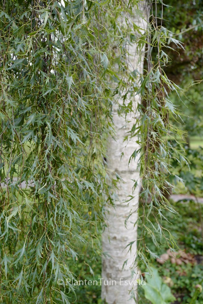 Betula pendula ‚Laciniata‘
