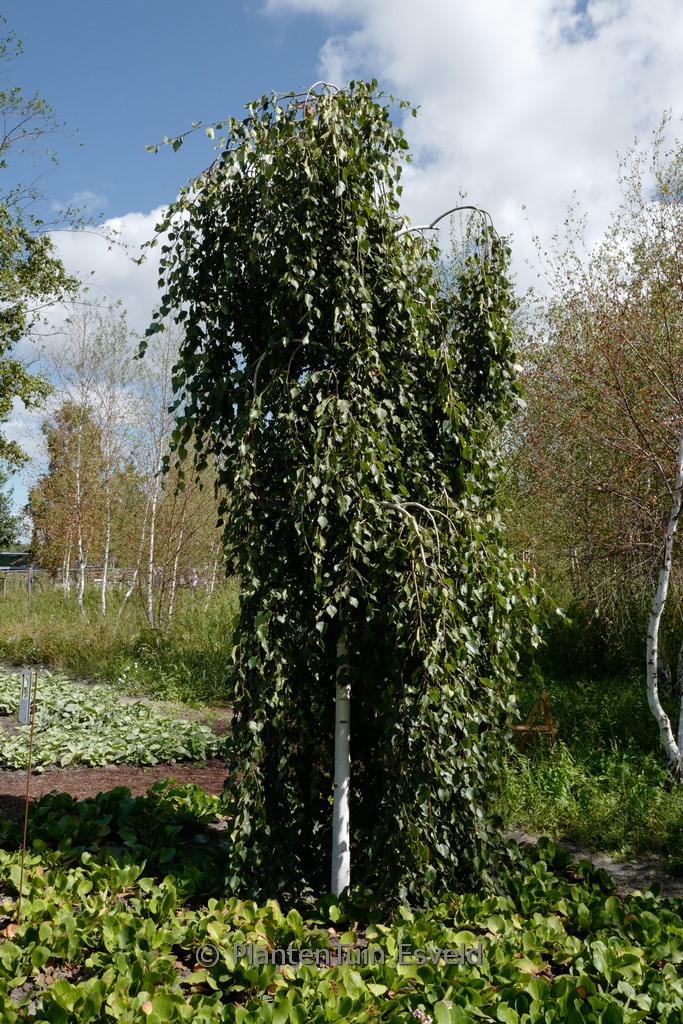 Betula pendula ‚Long Trunk‘