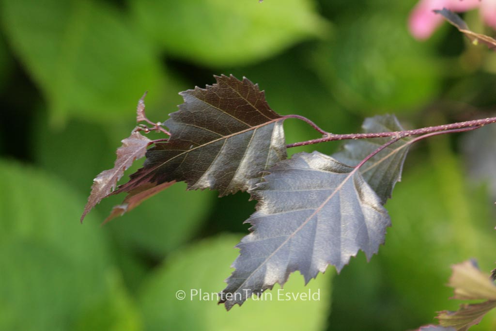 Betula pendula ‚Penci-2‘ (ROYAL FROST)
