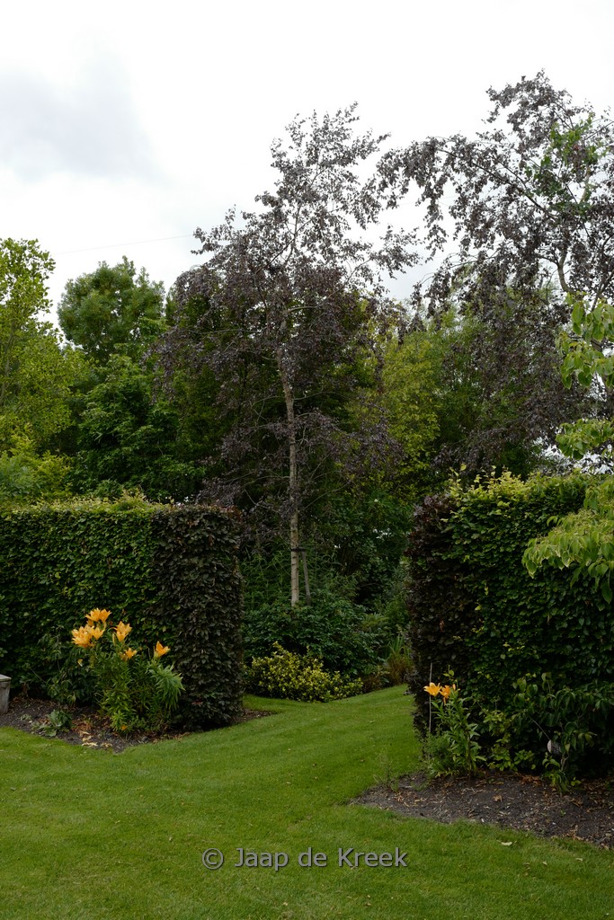Betula pendula ‚Purpurea‘
