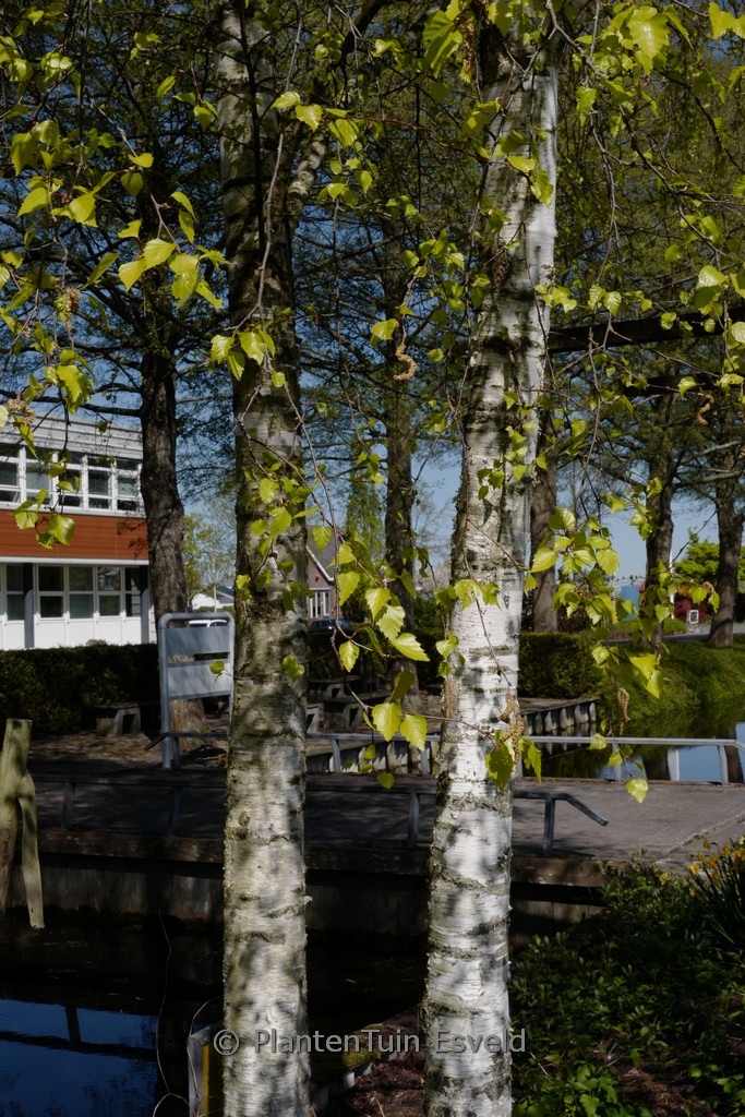 Betula pendula ‚Schneverdinger Goldbirke‘